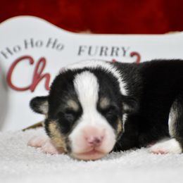 Frost - Black and tan male Pembroke Welsh Corgi puppy in Gober, Texas from Trigger Time Kennels