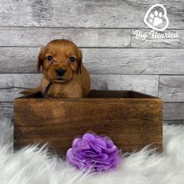 Bunny - Red  female Goldendoodle puppy in Utah County, Utah from Big Hearted Breeders