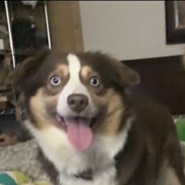 Miniature Australian Shepherd All Grown Up from Diamond Rainbow Aussies