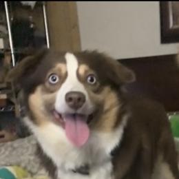 Miniature Australian Shepherd All Grown Up from Diamond Rainbow Aussies