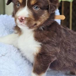 Please read description - Red tri-color female Miniature American Shepherd puppy in Georgetown, California from Foothill Aussies