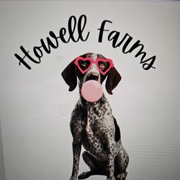 German Shorthaired Pointer puppies from Howell Farm GSP