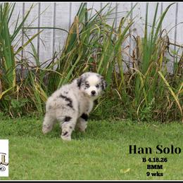 Han Solo - Blue merle male Miniature Australian Shepherd puppy in Madisonville, Texas from Flying LL Aussies