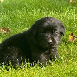 Roald - Black male Labrador Retriever puppy in Clinton, New York from Skyline Hill Labradors
