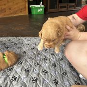Rye - Red Nova Scotia Duck Tolling Retriever puppy in Urbana, Ohio from Chimay Kennels