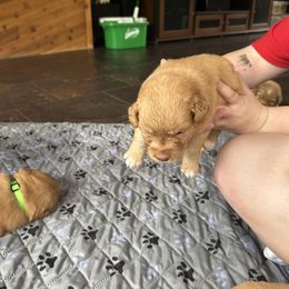 Rye - Red Nova Scotia Duck Tolling Retriever puppy in Urbana, Ohio from Chimay Kennels