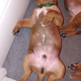 Rhodesian Ridgeback Puppies from Bold Move Rhodesian Ridgebacks
