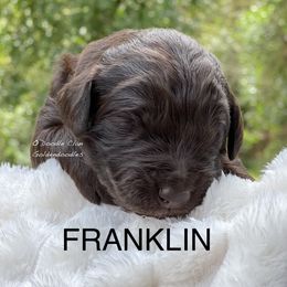Goldendoodle Puppies from O’Doodle Clan Goldendoodles