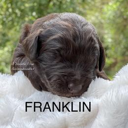 Goldendoodle Puppies from O’Doodle Clan Goldendoodles