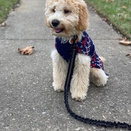 Goldendoodle Puppies from Lykeable Farms