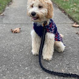Goldendoodle Puppies from Lykeable Farms