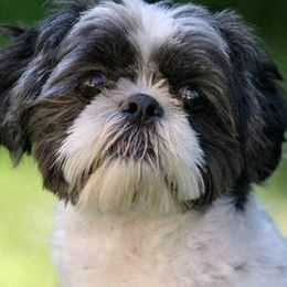 Shih Tzus from Tracey’s Precious Shih-Tzus