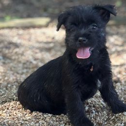 Jetta - Black brindle female Cairn Terrier puppy in Mountain Grove, Missouri from CreekTop
