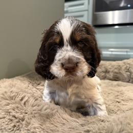 Teddy - Liver white and tan male English Springer Spaniel puppy in Newport News, Virginia from Sara's English Springer Spaniels