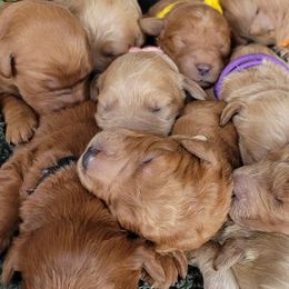 Goldendoodles from Alvdoodles