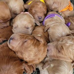 Goldendoodles from Alvdoodles