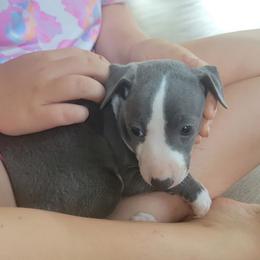 Blue boy - Blue male Italian Greyhound puppy in Monticello, Florida from Lebeck Acres