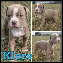 Klore - Fawn and white male Olde English Bulldogge puppy in Merrill, Michigan from Haase Family Kennels