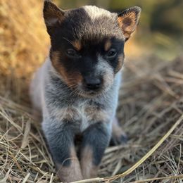 Female 1 - Blue female Australian Cattle Dog puppy in Irvington, Kentucky from Dry Valley’s Australian Cattle Dogs