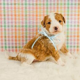 Snowflake - Red female Bernedoodle puppy in Russell Springs, Kentucky from 270 Doodles
