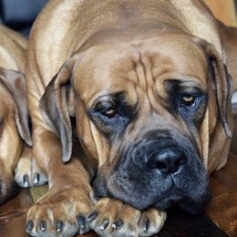 Boerboels from Rocky Mountain Boerboels