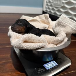 Blue - Black and tan male Airedale Terrier puppy in Akron, Ohio from Green Family Companion Kennel, LLC