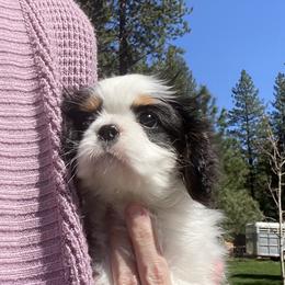 Cavalier King Charles Spaniel Puppies from Cascade Cavaliers