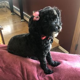 Nico - Cockapoo
