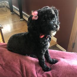 Nico - Cockapoo