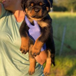 Girl 3 - Rottweiler puppy in Batesburg, South Carolina from Vom Haus Bulnes
