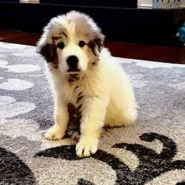 Great Pyrenees Puppies from Gulf Coast Pyrenees