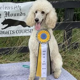 Poodles from Legacy Poodles