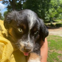 Bow - Black tri female Miniature American Shepherd puppy in Ruffin, North Carolina from Valkyrie Adventures
