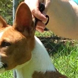 Basenjis from Sherwood Basenjis