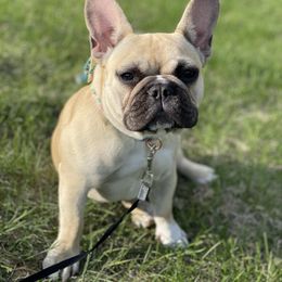 Socks - French Bulldog