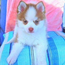 Florian - Red and white male Pomsky puppy in Princeton, Minnesota from Bluebird House of Pomsky