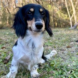 June - Dachshund