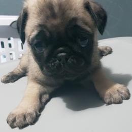 Girl 1 - Fawn female Pug puppy in Gadsden, Alabama from Carla's Pugs