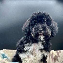 Luna - Tri-color female Cavapoo puppy in Austin, Texas from Doodles of Central Texas