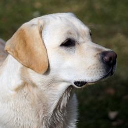 Spirit - Labrador Retriever