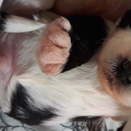 Tibetan Terrier Puppies from Windamere Tibetan Terriers