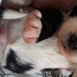 Tibetan Terrier Puppies from Windamere Tibetan Terriers