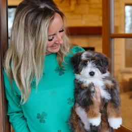 Winnie - Merle female Bernedoodle puppy in Yuba City, California from Ranch House Doodles