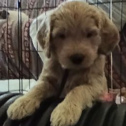 Goldendoodle Puppies from Bee At Ease Farm & Kennel