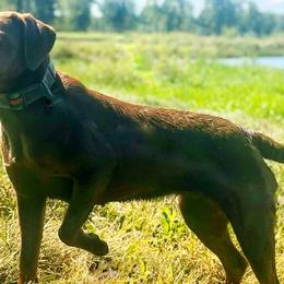 Labrador Retrievers from Mellies Labrador Retrievers