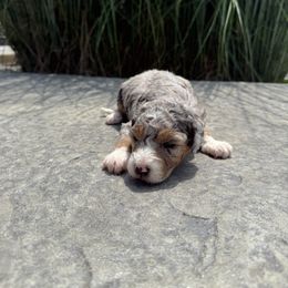CRACKLE - Blue merle male Aussiedoodle puppy in Sharpsburg, Georgia from Steindoodles
