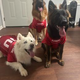 German Shepherd and Golden Retriever Puppies from Lace's High Flying German Shepherds And Golden Retrievers