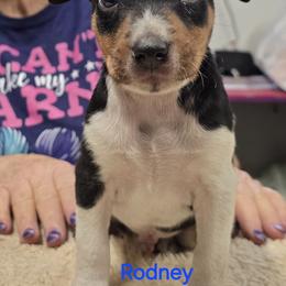 Boy 2 - White black and tan male Rat Terrier puppy in Divide, Colorado from Outlaw Farm and Kennel
