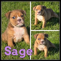 Sage - Olde English Bulldogge puppy in Wheeler, Michigan from Haase Family Kennels