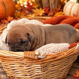 4th Pick - Fawn male Boerboel puppy in Pennsylvania from Cold River Boerboels